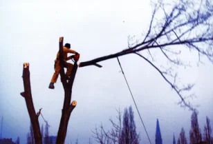 Wycinka drzew z wykorzystaniem technik alpinistycznych